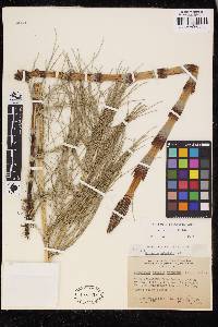 Equisetum telmateia image