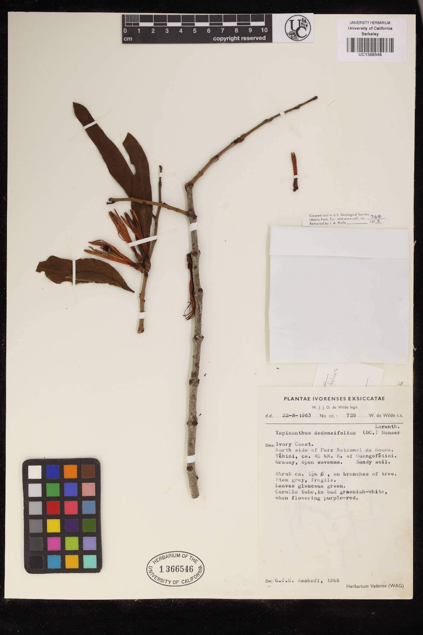 Tapinanthus dodonaeifolius image