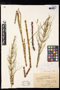 Equisetum fluviatile image