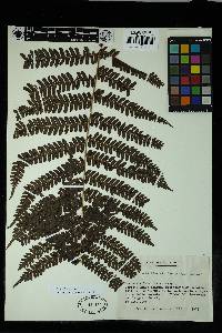 Pteris pteridioides image