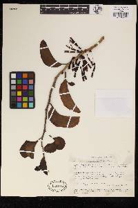 Agelanthus sansibarensis subsp. sansibarensis image