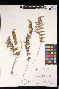 Myriopteris myriophylla image