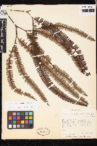 Image of Sticherus aurantiacus