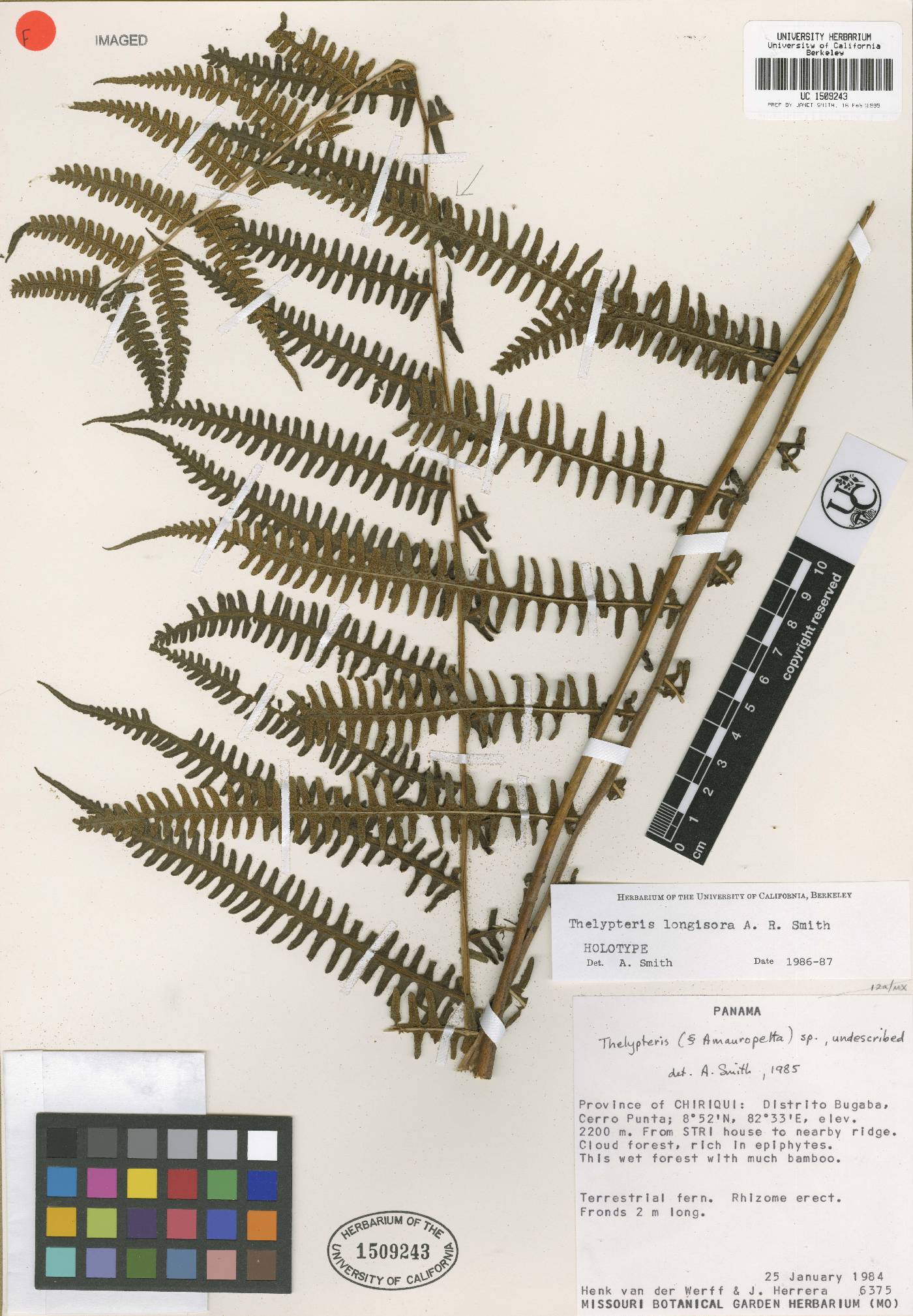 Thelypteris longisora image