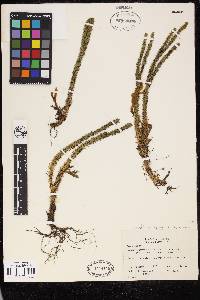Image of Huperzia ceylanica
