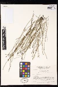 Equisetum bogotense image