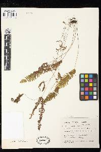 Dicranopteris linearis image