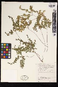 Adiantum patens subsp. oatesii image