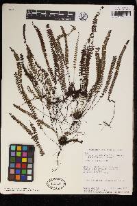 Lindsaea jamesoniiformis image