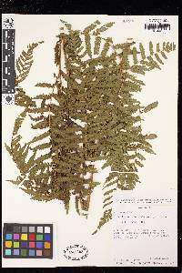 Cyathea atrovirens image