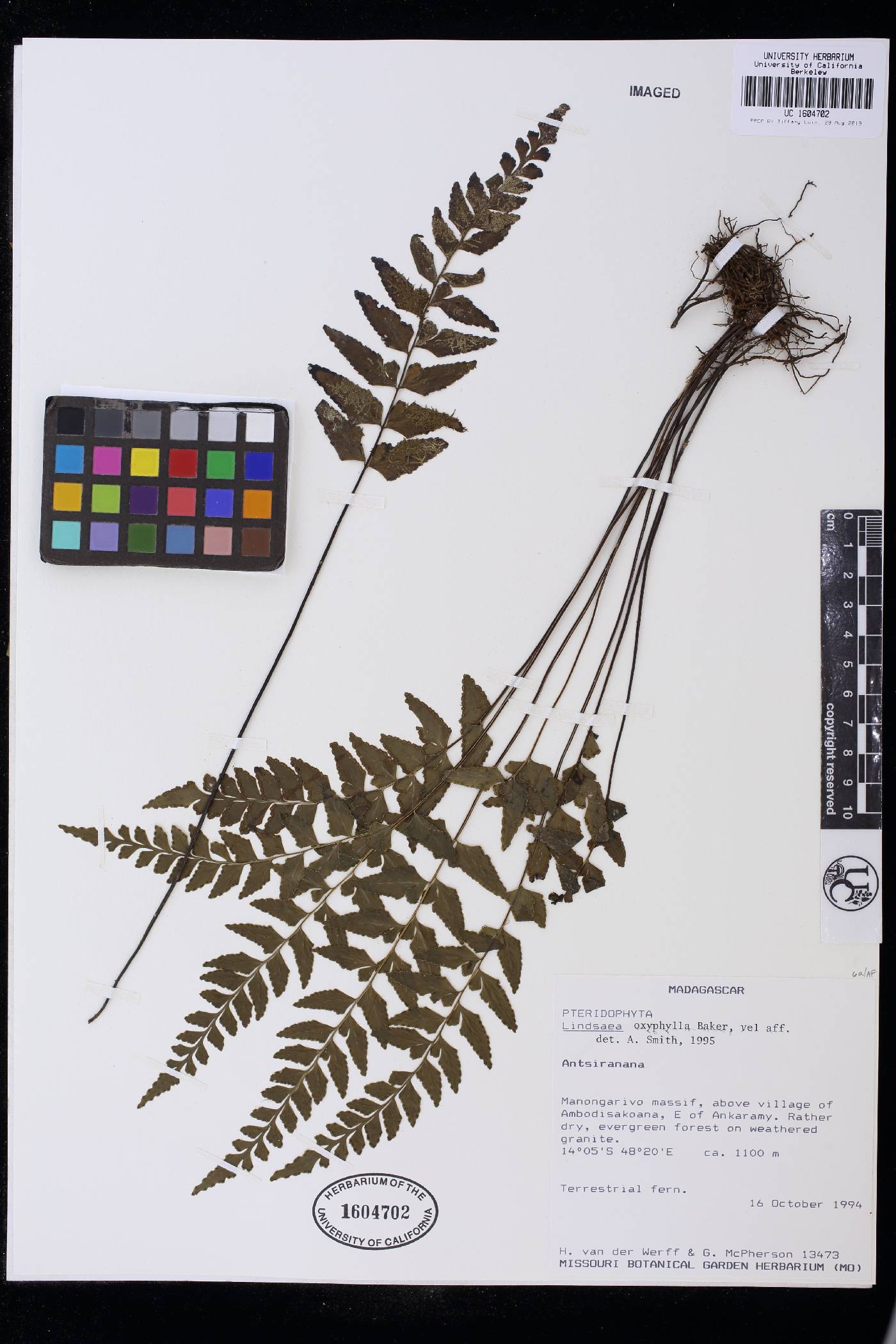Lindsaea oxyphylla image