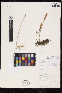 Lycopodiella caroliniana image