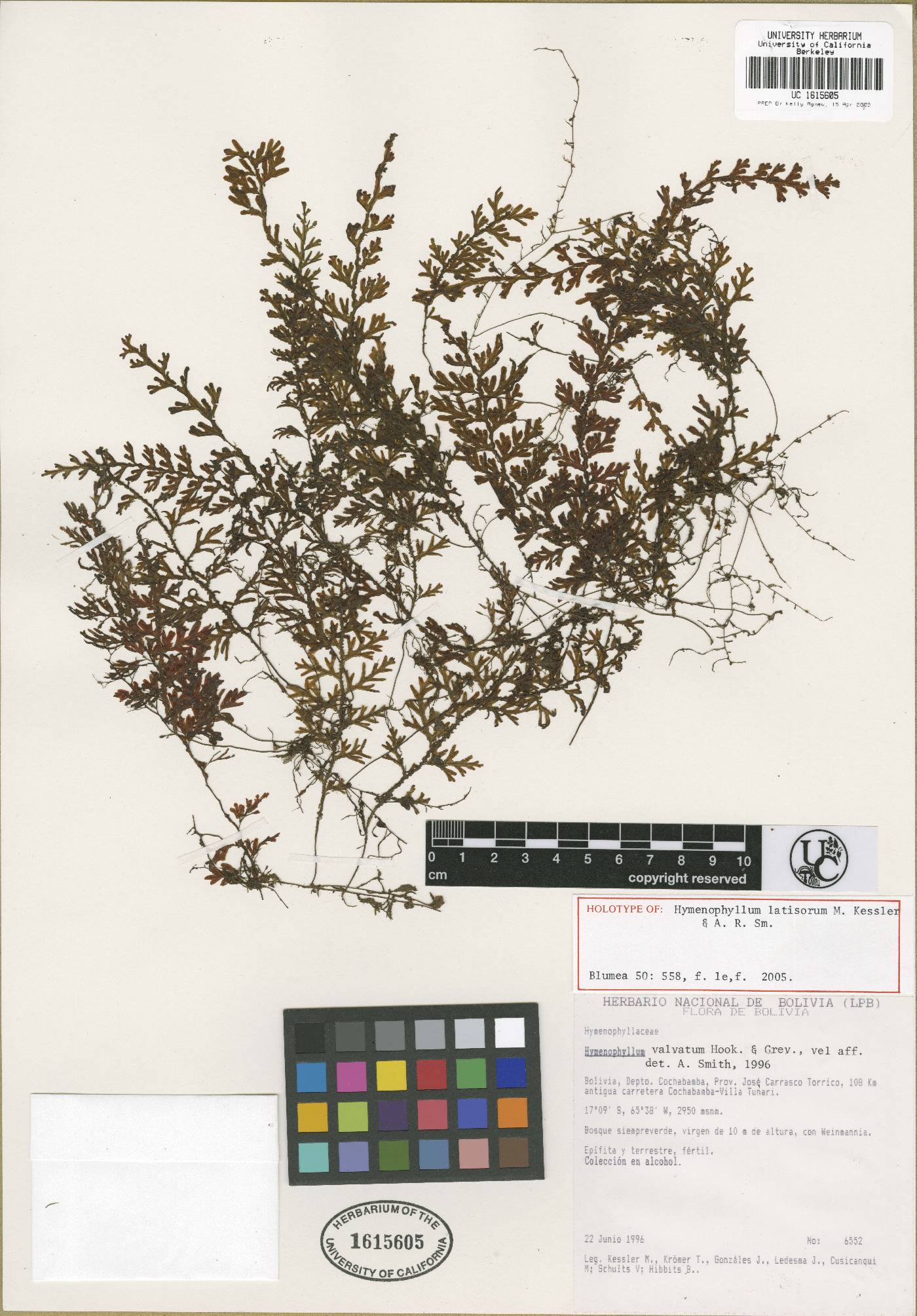 Hymenophyllum latisorum image