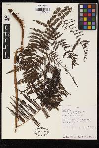 Cyathea lasiosora image