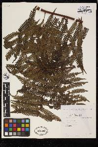 Cyathea lasiosora image