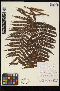 Cyathea lasiosora image