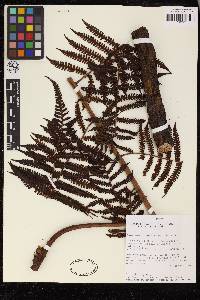 Cyathea lasiosora image