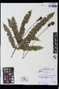 Lindsaea tetraptera image