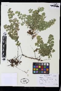 Adiantum capillus-veneris image