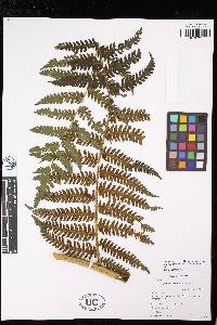 Cyathea cystolepis var. cystolepis image