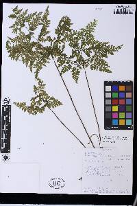 Cheilanthes bergiana image