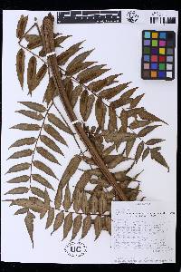Cyathea serratifolia image