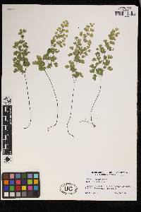 Adiantum capillus-veneris image