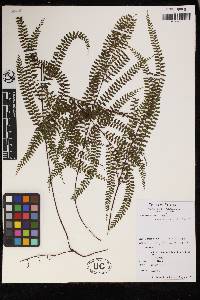 Lindsaea rigida image