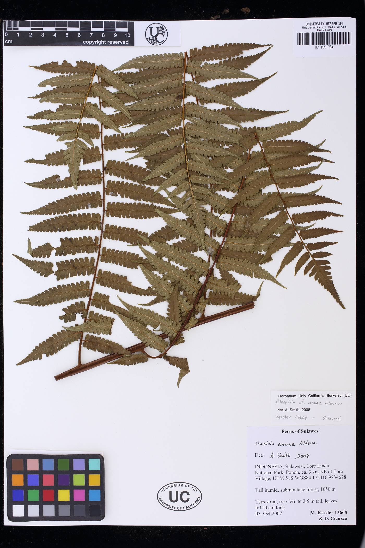 Cyathea annae image