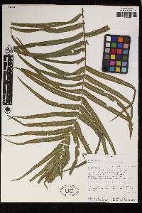 Pteris vittata image