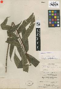 Cyathea moluccana image