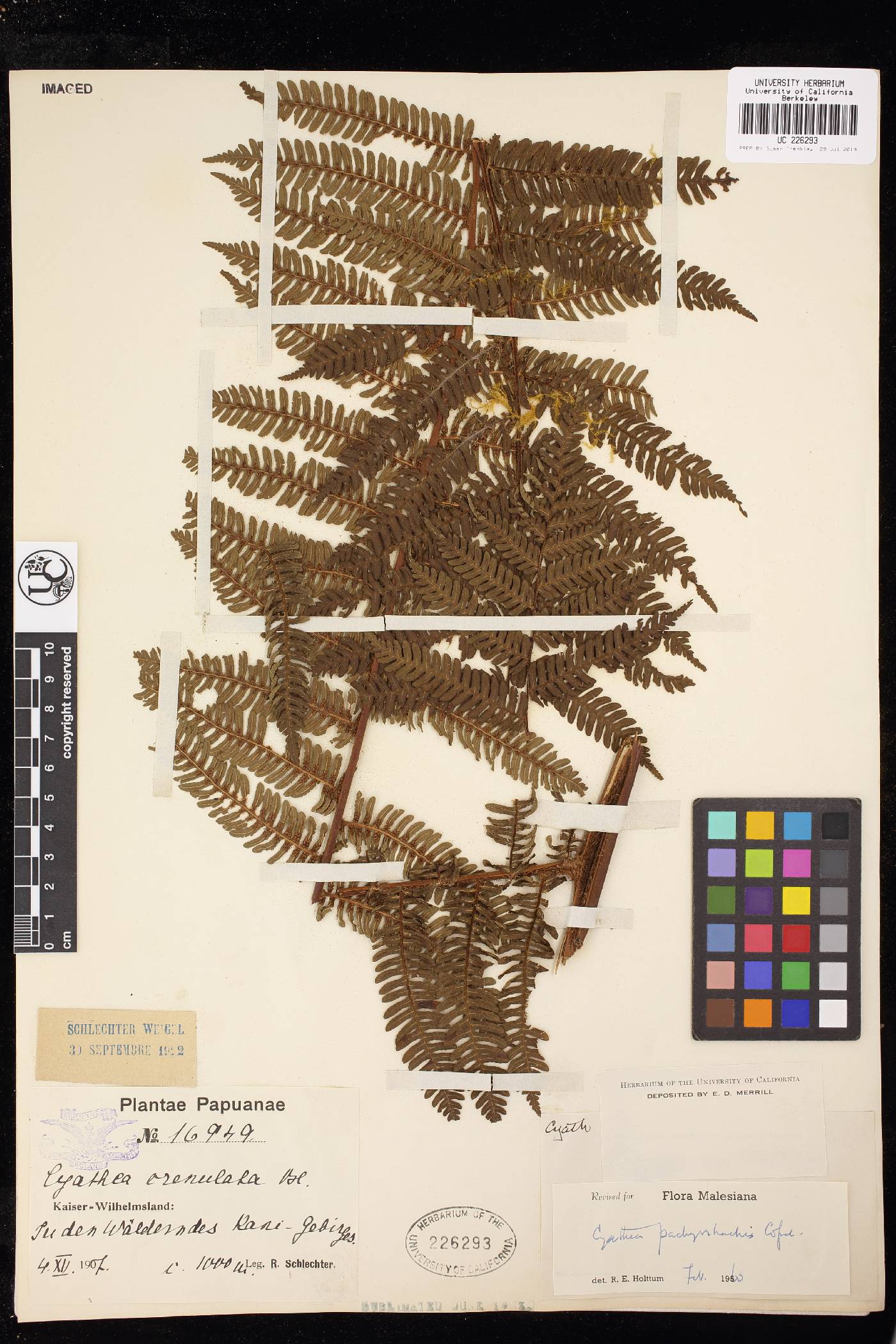 Cyathea pachyrrhachis image