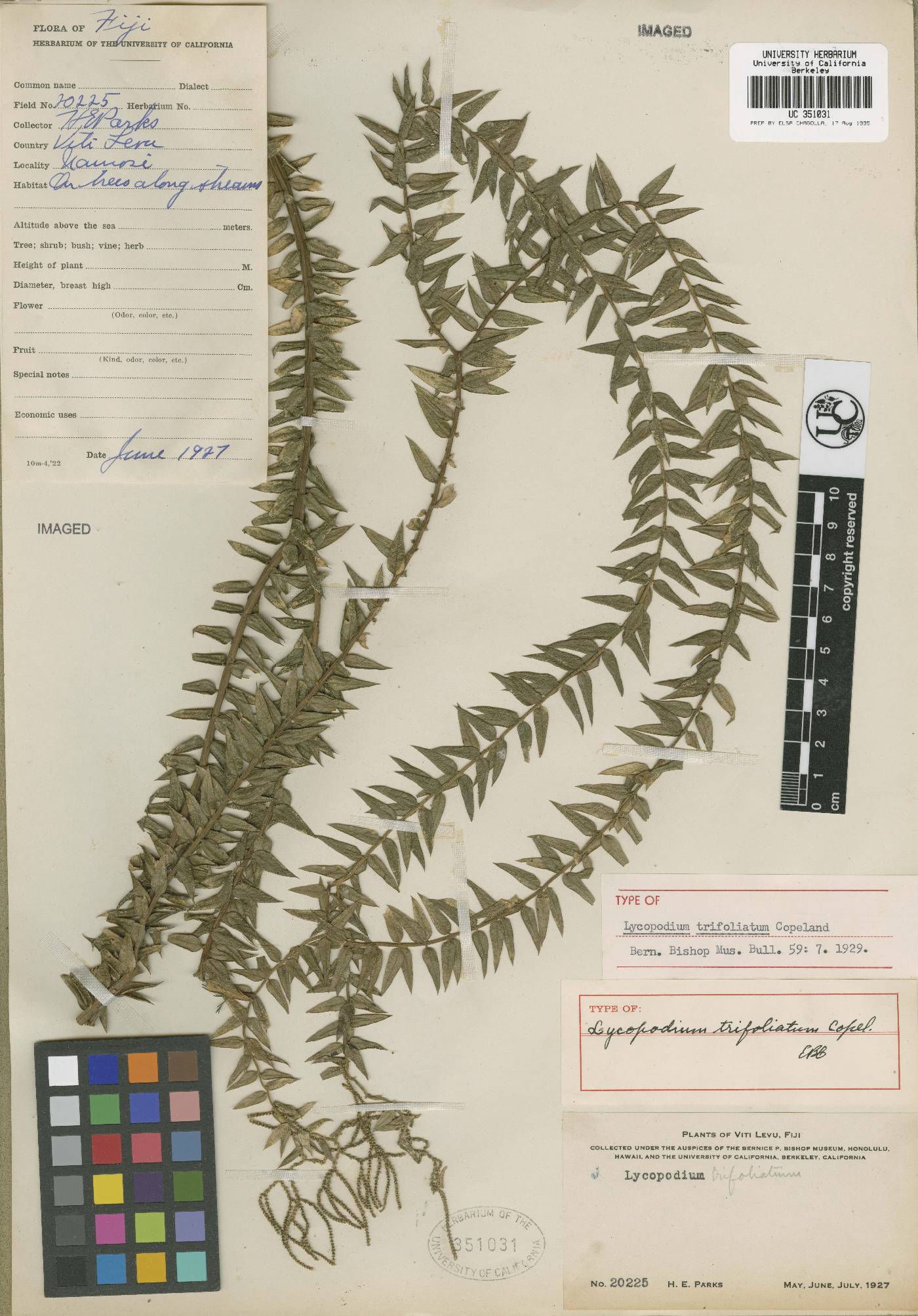Lycopodium trifoliatum image