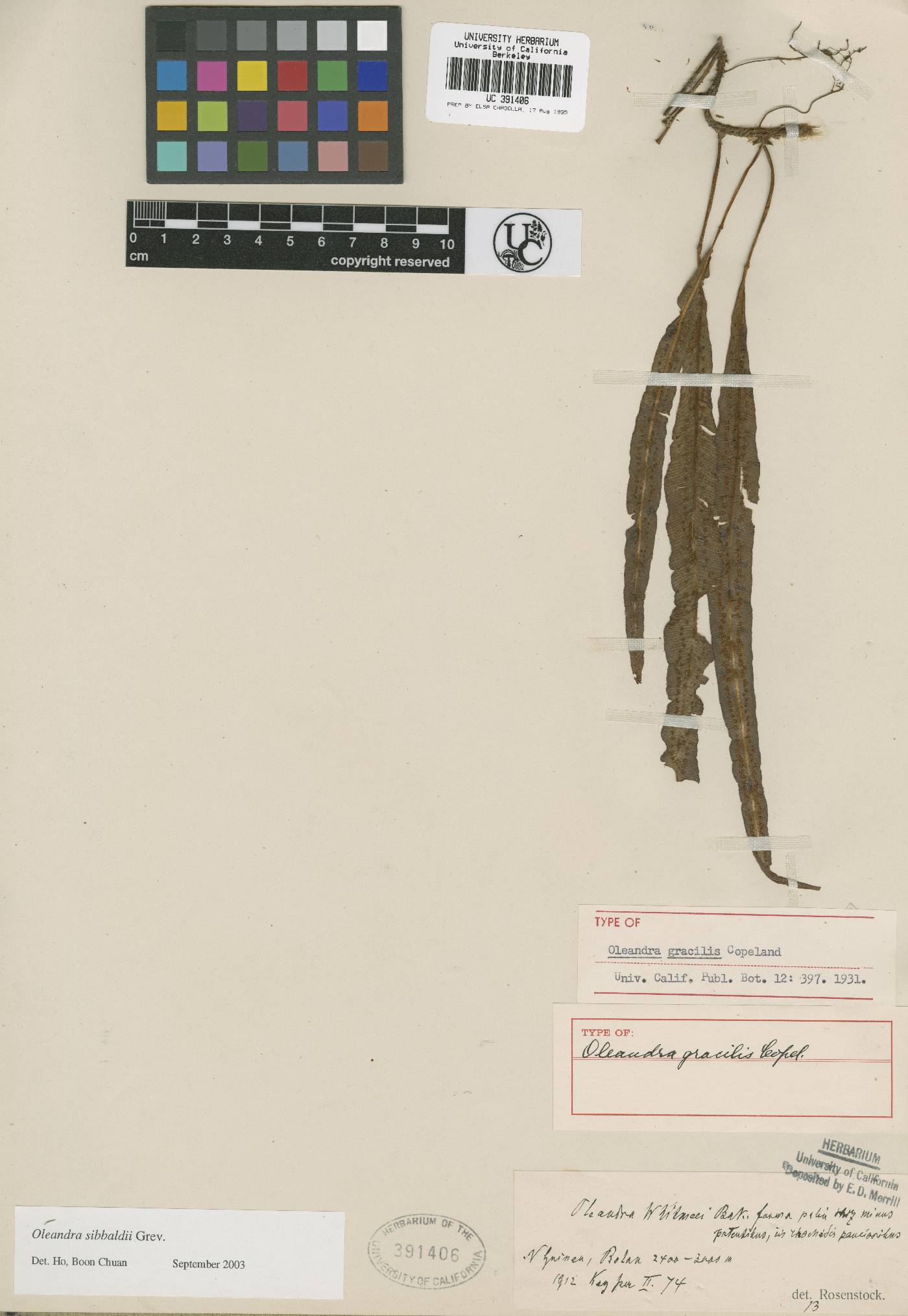 Oleandra gracilis image