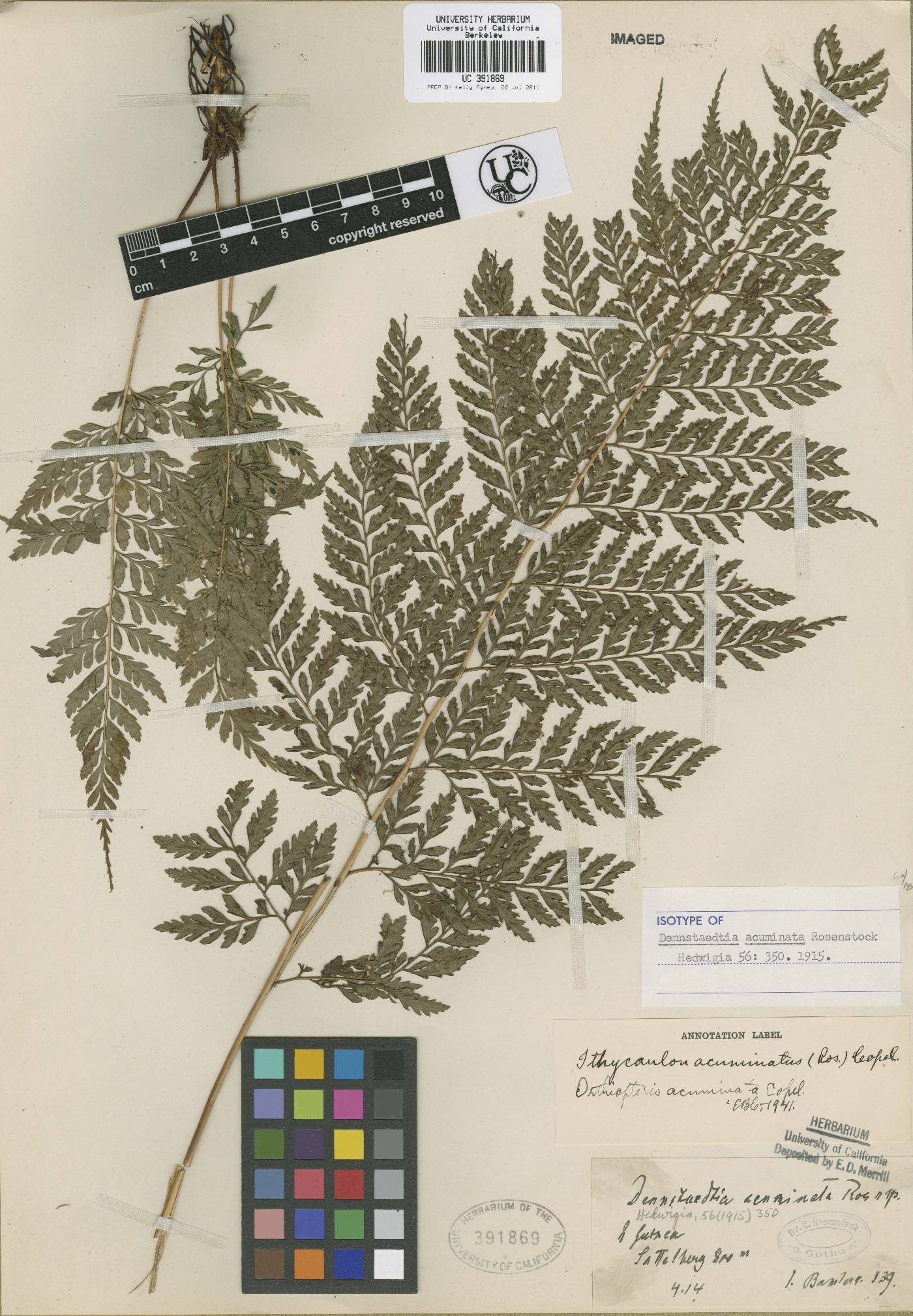 Dennstaedtia acuminata image