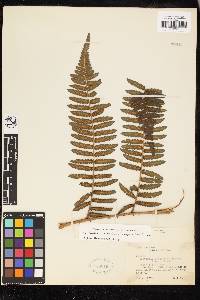 Cyathea atrovirens image