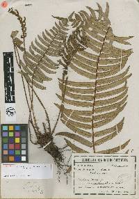 Image of Blechnum bicolor