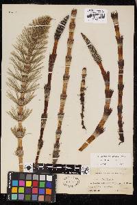 Equisetum telmateia subsp. braunii image