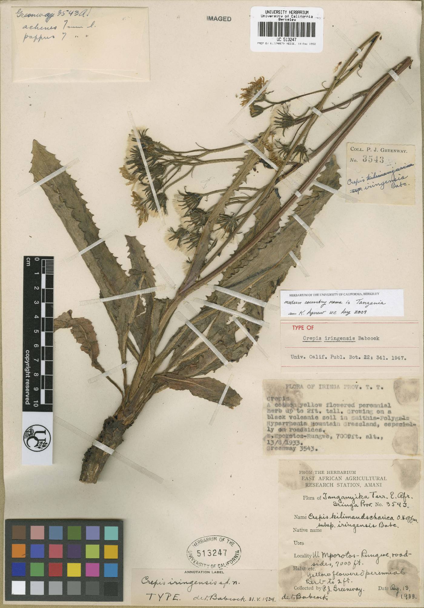 Crepis newii subsp. oliveriana image
