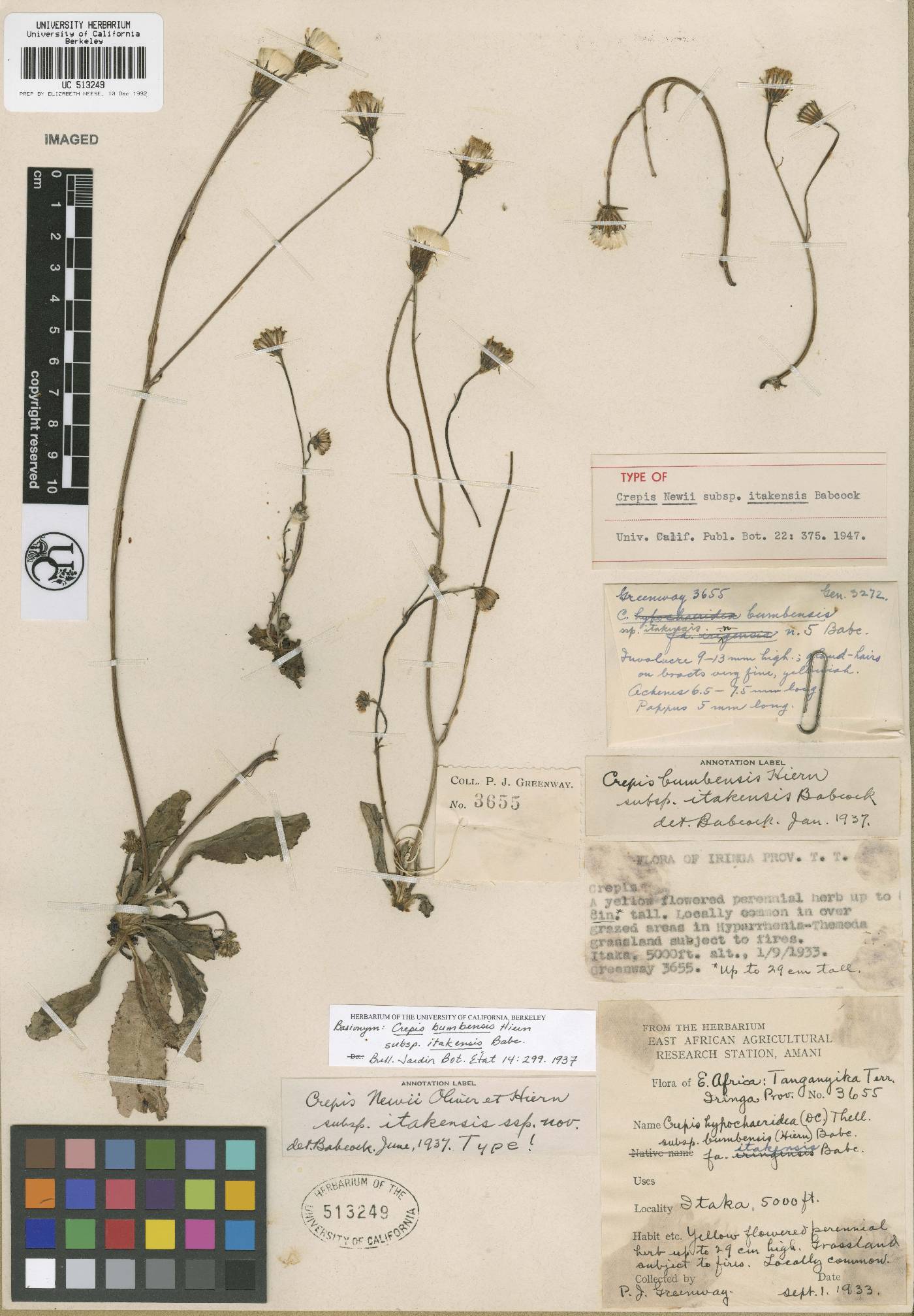 Crepis newii subsp. newii image