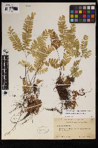 Adiantum aleuticum image