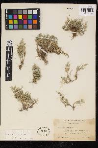 Selaginella bigelovii image