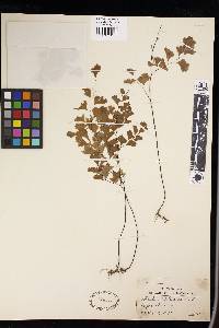 Adiantum capillus-veneris image