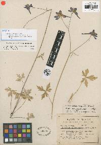 Image of Delphinium calcar-equitis