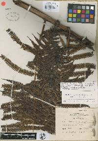 Image of Cibotium arachnoideum