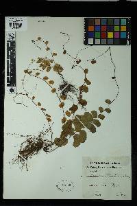 Adiantum lunulatum image