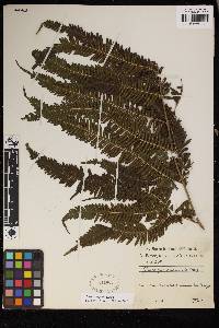 Pteris catoptera image