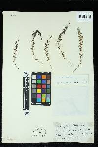 Lindsaea capillacea image