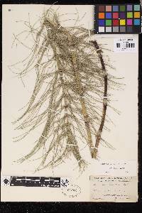 Equisetum telmateia image