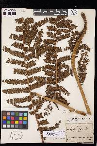 Cyathea cystolepis var. cystolepis image